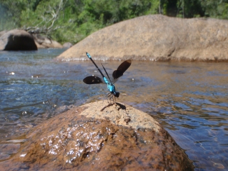 dragonfly, tully, queensland, australia,